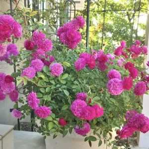 Sweet Chariot Rose Seeds - 30 Seeds - Cold Resistant & Open-Pollinating - Image 12