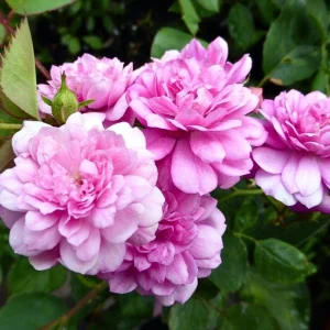 Sweet Chariot Rose Seeds - 30 Seeds - Cold Resistant & Open-Pollinating - Image 13