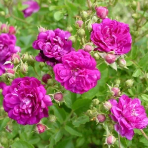 Sweet Chariot Rose Seeds - 30 Seeds - Cold Resistant & Open-Pollinating - Image 14