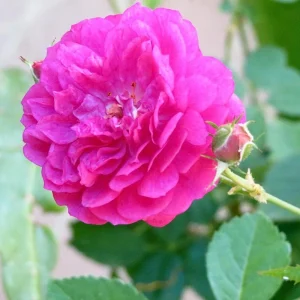 Sweet Chariot Rose Seeds - 30 Seeds - Cold Resistant & Open-Pollinating - Image 2