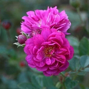 Sweet Chariot Rose Seeds - 30 Seeds - Cold Resistant & Open-Pollinating - Image 3