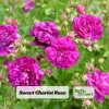 Sweet Chariot Rose Seeds - 30 Seeds - Cold Resistant & Open-Pollinating - Image 1