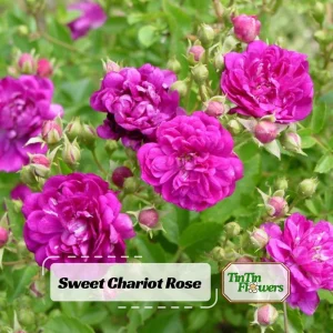 Sweet Chariot Rose Seeds - 30 Seeds - Cold Resistant & Open-Pollinating - Image 1