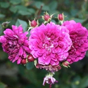 Sweet Chariot Rose Seeds - 30 Seeds - Cold Resistant & Open-Pollinating - Image 4