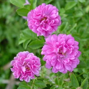 Sweet Chariot Rose Seeds - 30 Seeds - Cold Resistant & Open-Pollinating - Image 5