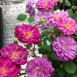 Sweet Chariot Rose Seeds - 30 Seeds - Cold Resistant & Open-Pollinating - Image 6