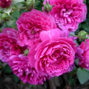 Sweet Chariot Rose Seeds - 30 Seeds - Cold Resistant & Open-Pollinating - Image 7