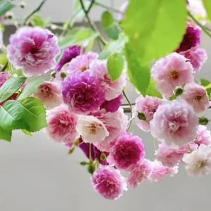 Sweet Chariot Rose Seeds - 30 Seeds - Cold Resistant & Open-Pollinating - Image 8