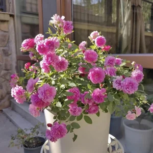 Sweet Chariot Rose Seeds - 30 Seeds - Cold Resistant & Open-Pollinating - Image 9