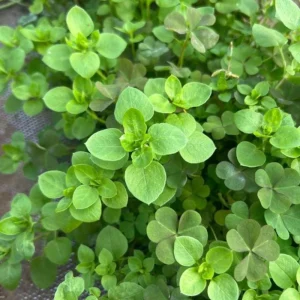 Sweet Marjoram Seeds - Origanum majorana - Aromatic Culinary Herb - 20 Seeds - Image 10