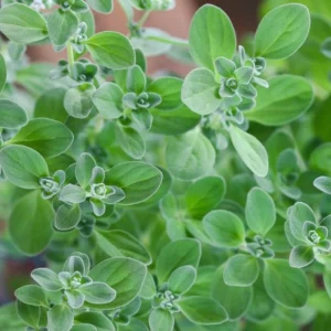 Sweet Marjoram Seeds - Origanum majorana - Aromatic Culinary Herb - 20 Seeds - Image 2