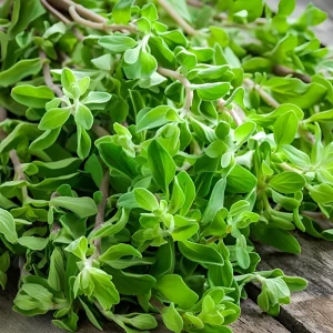 Sweet Marjoram Seeds - Origanum majorana - Aromatic Culinary Herb - 20 Seeds - Image 3