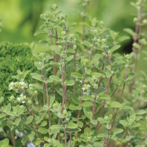 Sweet Marjoram Seeds - Origanum majorana - Aromatic Culinary Herb - 20 Seeds - Image 4