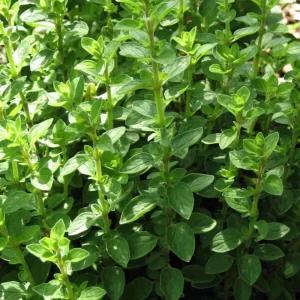 Sweet Marjoram Seeds - Origanum majorana - Aromatic Culinary Herb - 20 Seeds - Image 6
