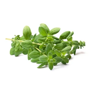Sweet Marjoram Seeds - Origanum majorana - Aromatic Culinary Herb - 20 Seeds - Image 7