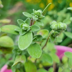 Sweet Marjoram Seeds - Origanum majorana - Aromatic Culinary Herb - 20 Seeds - Image 8