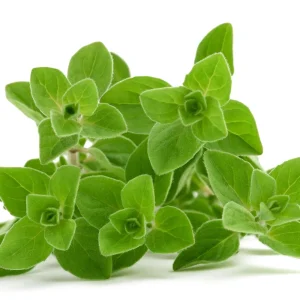 Sweet Marjoram Seeds - Origanum majorana - Aromatic Culinary Herb - 20 Seeds - Image 9