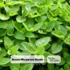 Sweet Marjoram Seeds - Origanum majorana - Aromatic Culinary Herb - 20 Seeds - Image 1