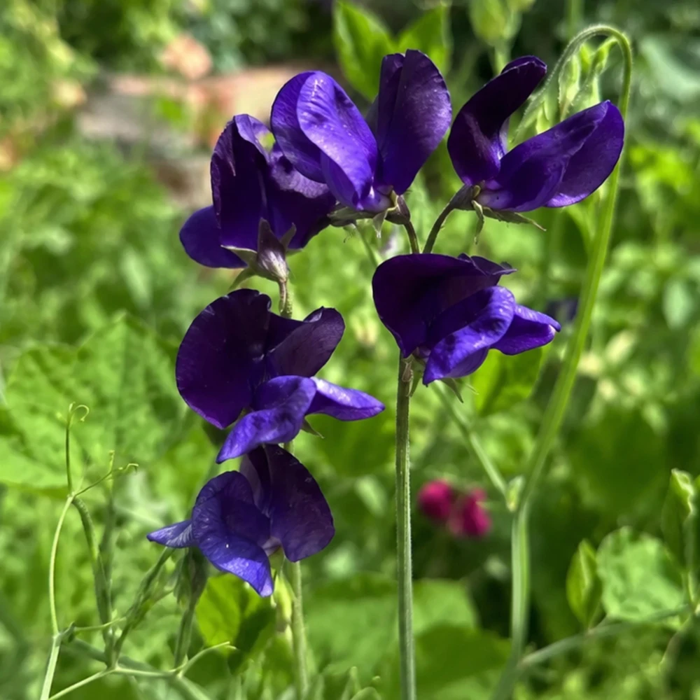 Sweet Pea My Navy Seeds - Deep Blue Fragrant Climbing Flower Vine - 10 Seeds - Image 10