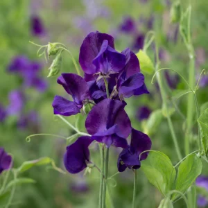 Sweet Pea My Navy Seeds - Deep Blue Fragrant Climbing Flower Vine - 10 Seeds - Image 2