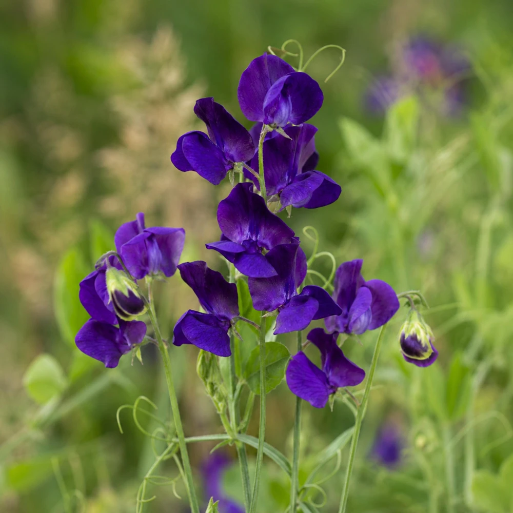 Sweet Pea My Navy Seeds - Deep Blue Fragrant Climbing Flower Vine - 10 Seeds - Image 3