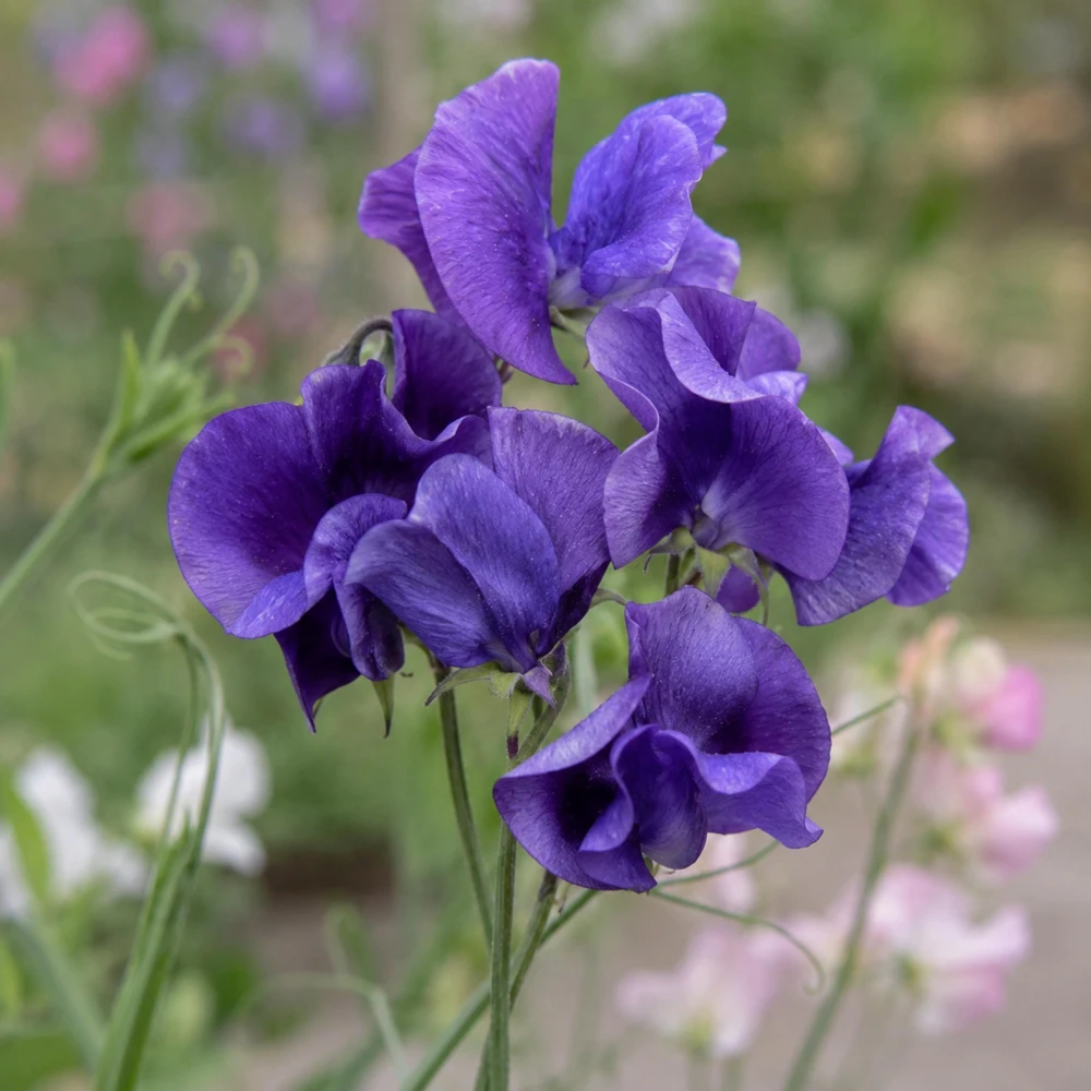 Sweet Pea My Navy Seeds - Deep Blue Fragrant Climbing Flower Vine - 10 Seeds - Image 4