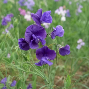 Sweet Pea My Navy Seeds - Deep Blue Fragrant Climbing Flower Vine - 10 Seeds - Image 5