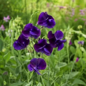Sweet Pea My Navy Seeds - Deep Blue Fragrant Climbing Flower Vine - 10 Seeds - Image 6
