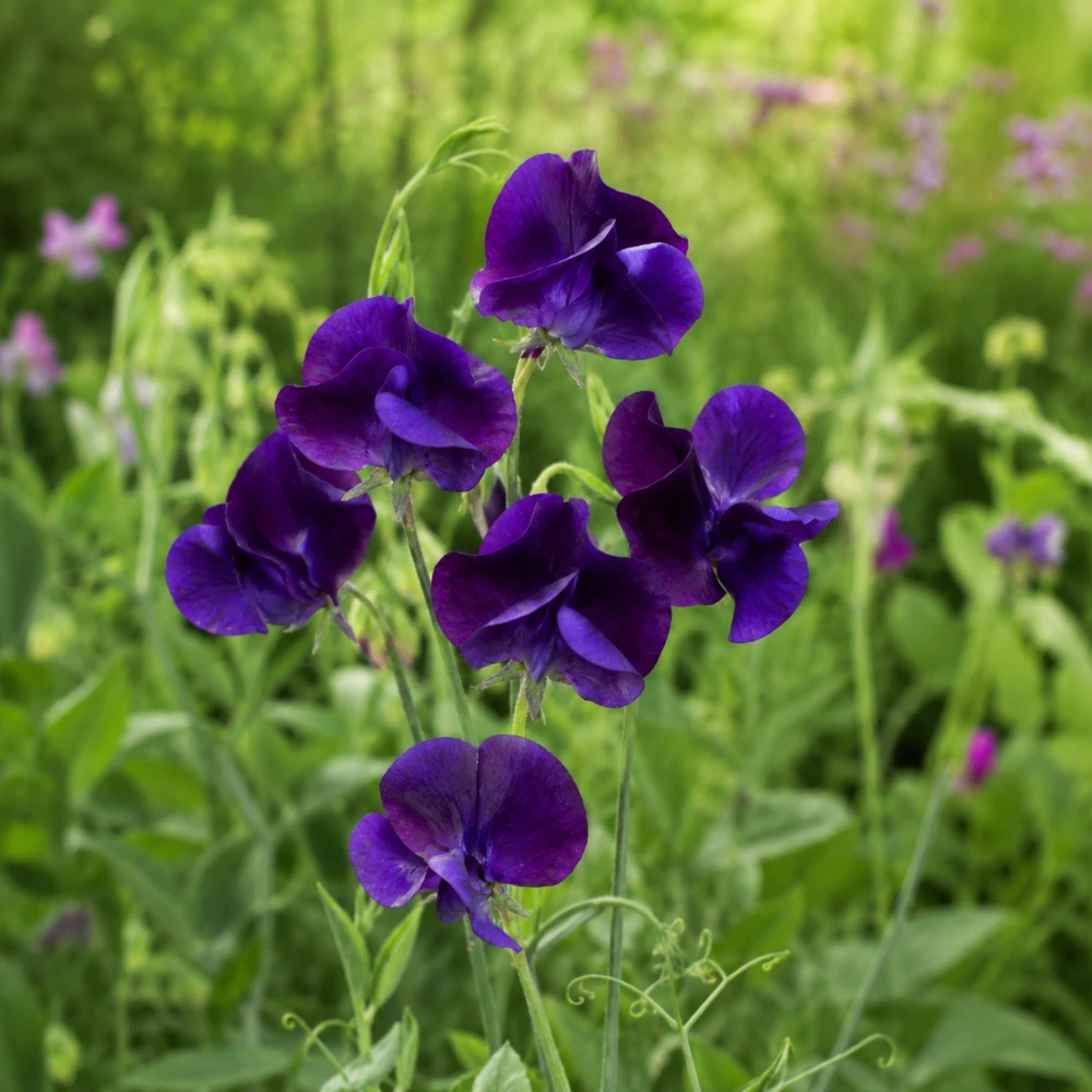 Sweet Pea My Navy Seeds - Deep Blue Fragrant Climbing Flower Vine - 10 Seeds - Image 6