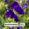 Sweet Pea My Navy Seeds - Deep Blue Fragrant Climbing Flower Vine - 10 Seeds - Image 1