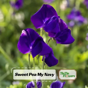Sweet Pea My Navy Seeds - Deep Blue Fragrant Climbing Flower Vine - 10 Seeds - Image 1