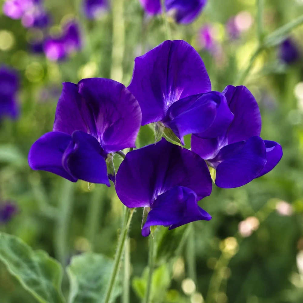 Sweet Pea My Navy Seeds - Deep Blue Fragrant Climbing Flower Vine - 10 Seeds - Image 8