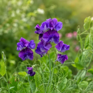 Sweet Pea My Navy Seeds - Deep Blue Fragrant Climbing Flower Vine - 10 Seeds - Image 9