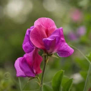 Sweet Pea Route 66 Seeds - Lathyrus odoratus - Fragrant Climbing Flower Vine - 10 Seeds - Image 10