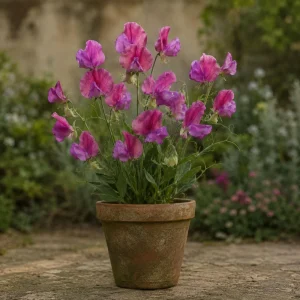 Sweet Pea Route 66 Seeds - Lathyrus odoratus - Fragrant Climbing Flower Vine - 10 Seeds - Image 12