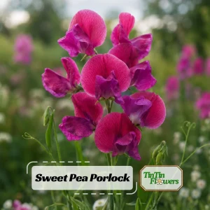Sweet Pea Route 66 Seeds - Lathyrus odoratus - Fragrant Climbing Flower Vine - 10 Seeds - Image 1