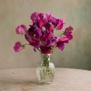 Sweet Pea Route 66 Seeds - Lathyrus odoratus - Fragrant Climbing Flower Vine - 10 Seeds - Image 2