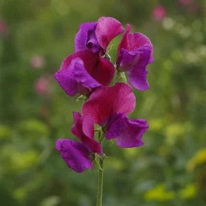 Sweet Pea Route 66 Seeds - Lathyrus odoratus - Fragrant Climbing Flower Vine - 10 Seeds - Image 3