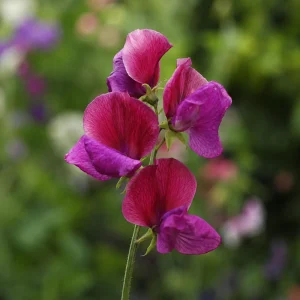 Sweet Pea Route 66 Seeds - Lathyrus odoratus - Fragrant Climbing Flower Vine - 10 Seeds - Image 4
