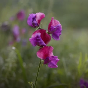 Sweet Pea Route 66 Seeds - Lathyrus odoratus - Fragrant Climbing Flower Vine - 10 Seeds - Image 5
