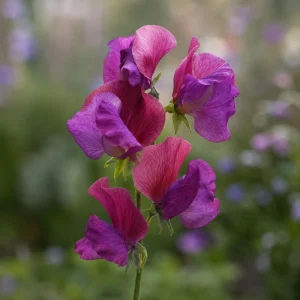 Sweet Pea Route 66 Seeds - Lathyrus odoratus - Fragrant Climbing Flower Vine - 10 Seeds - Image 6