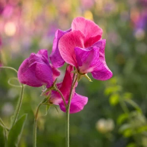 Sweet Pea Route 66 Seeds - Lathyrus odoratus - Fragrant Climbing Flower Vine - 10 Seeds - Image 7