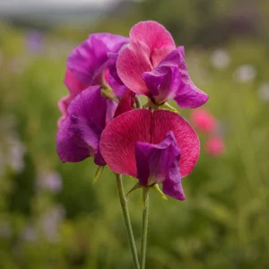 Sweet Pea Route 66 Seeds - Lathyrus odoratus - Fragrant Climbing Flower Vine - 10 Seeds - Image 8