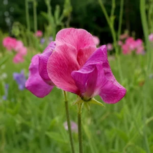 Sweet Pea Route 66 Seeds - Lathyrus odoratus - Fragrant Climbing Flower Vine - 10 Seeds - Image 9