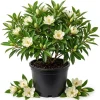 Sweetbay Magnolia Tree Live Plant, 2-3 Ft Tall, 1 Gallon Pot, Outdoor Shrub - Image 1