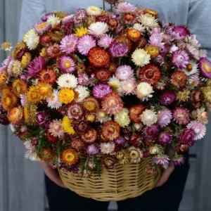 Swiss Giants Mix Strawflower Seeds - Perennial Flower Seeds - Non-GMO - Image 10