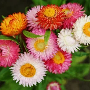 Swiss Giants Mix Strawflower Seeds - Perennial Flower Seeds - Non-GMO - Image 13