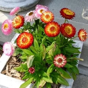 Swiss Giants Mix Strawflower Seeds - Perennial Flower Seeds - Non-GMO - Image 14