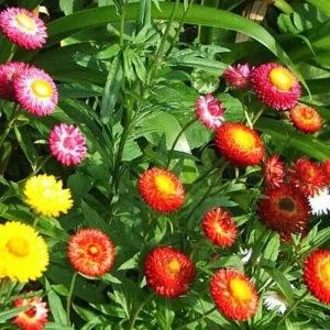 Swiss Giants Mix Strawflower Seeds - Perennial Flower Seeds - Non-GMO - Image 15
