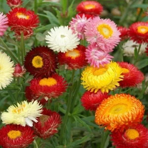 Swiss Giants Mix Strawflower Seeds - Perennial Flower Seeds - Non-GMO - Image 2